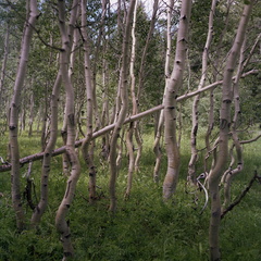 Colorado Western Slope